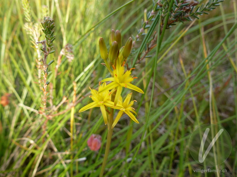 Beinbrech: Übersicht